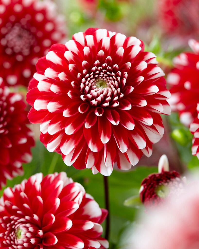 Dahlia Border Little Tiger 1-pakning